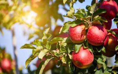 Rosh HaShanah Services, Lunch and Tashlich Walk