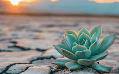 Shabbat Shalom: New Beginnings, Hope, and Light