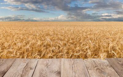 Celebrating Shavuot & Welcoming Summer