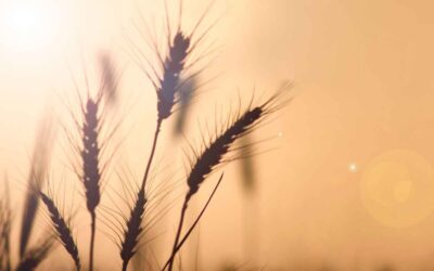 Celebrate Shavuot In White