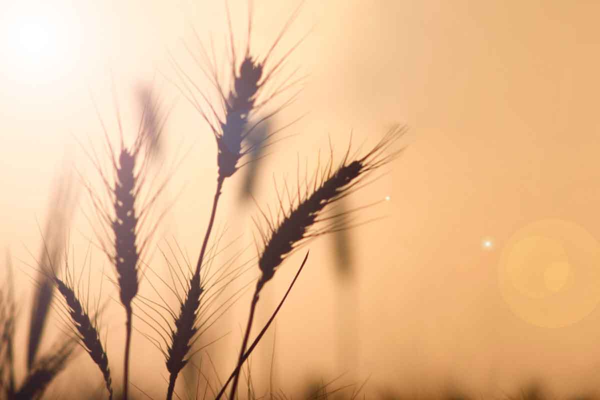 Shavuot