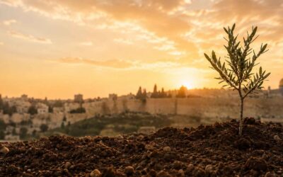 Shabbat Shalom: Planting What Others Will Harvest